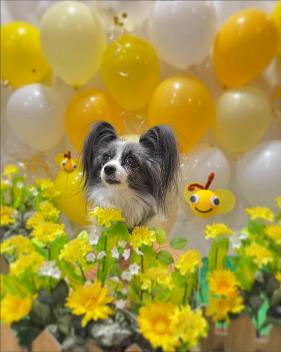 ワンちゃんの写真