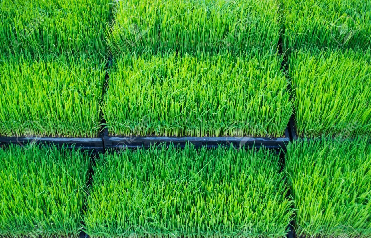 水稲苗　育苗箱画像