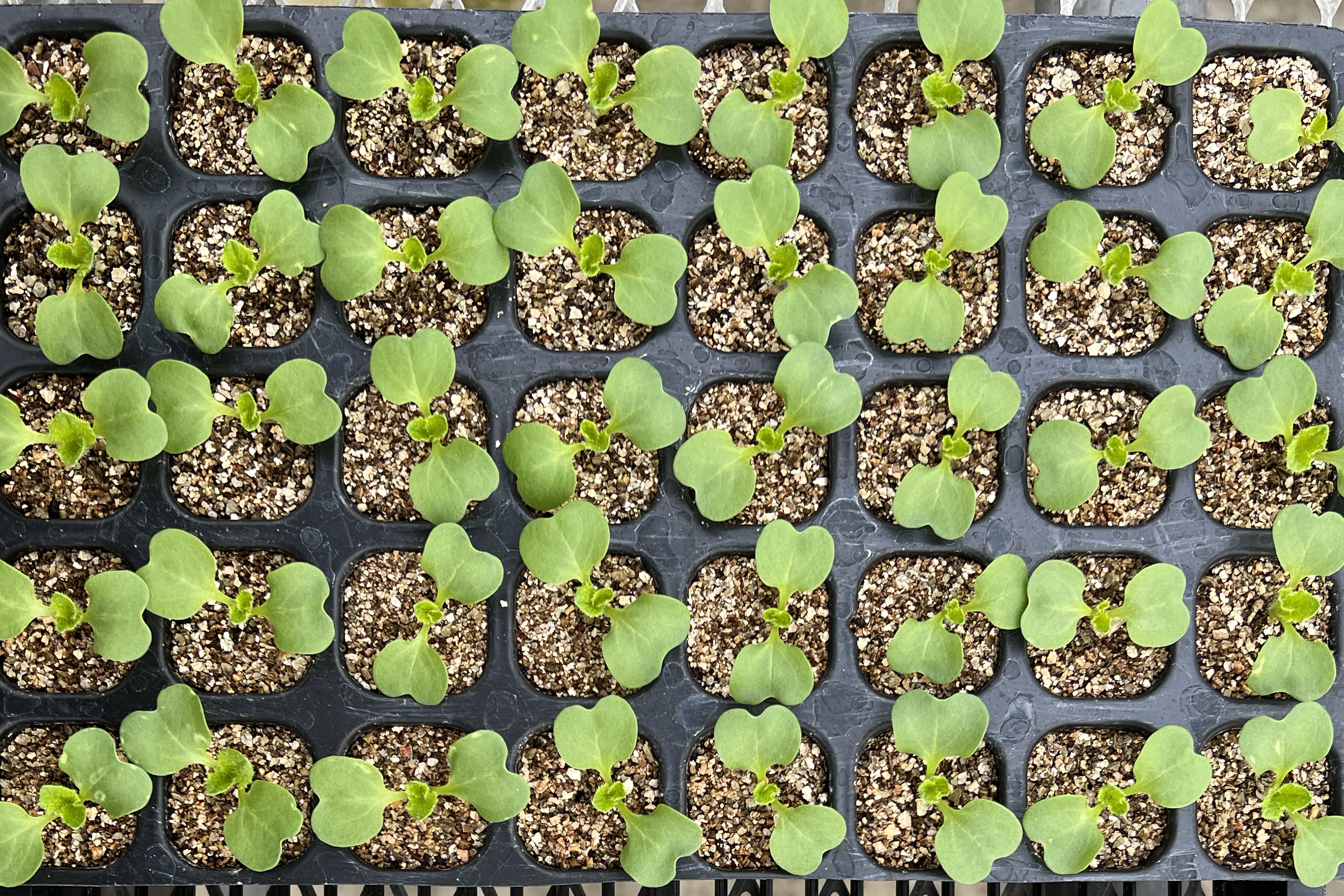 野菜用苗　育苗画像