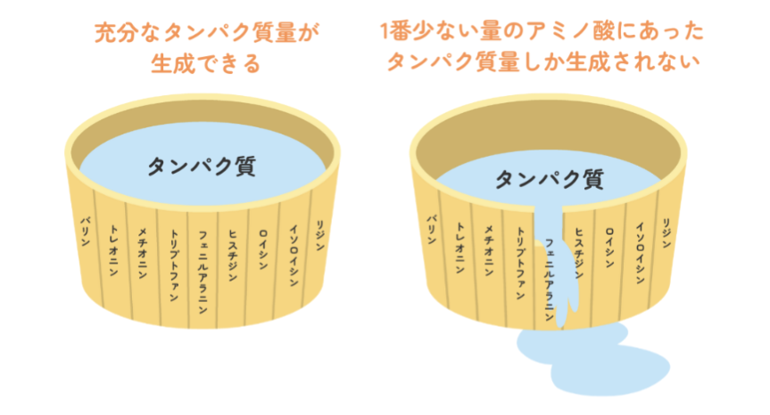 マイクロブタフードを食べたいマイクロブタたちの写真