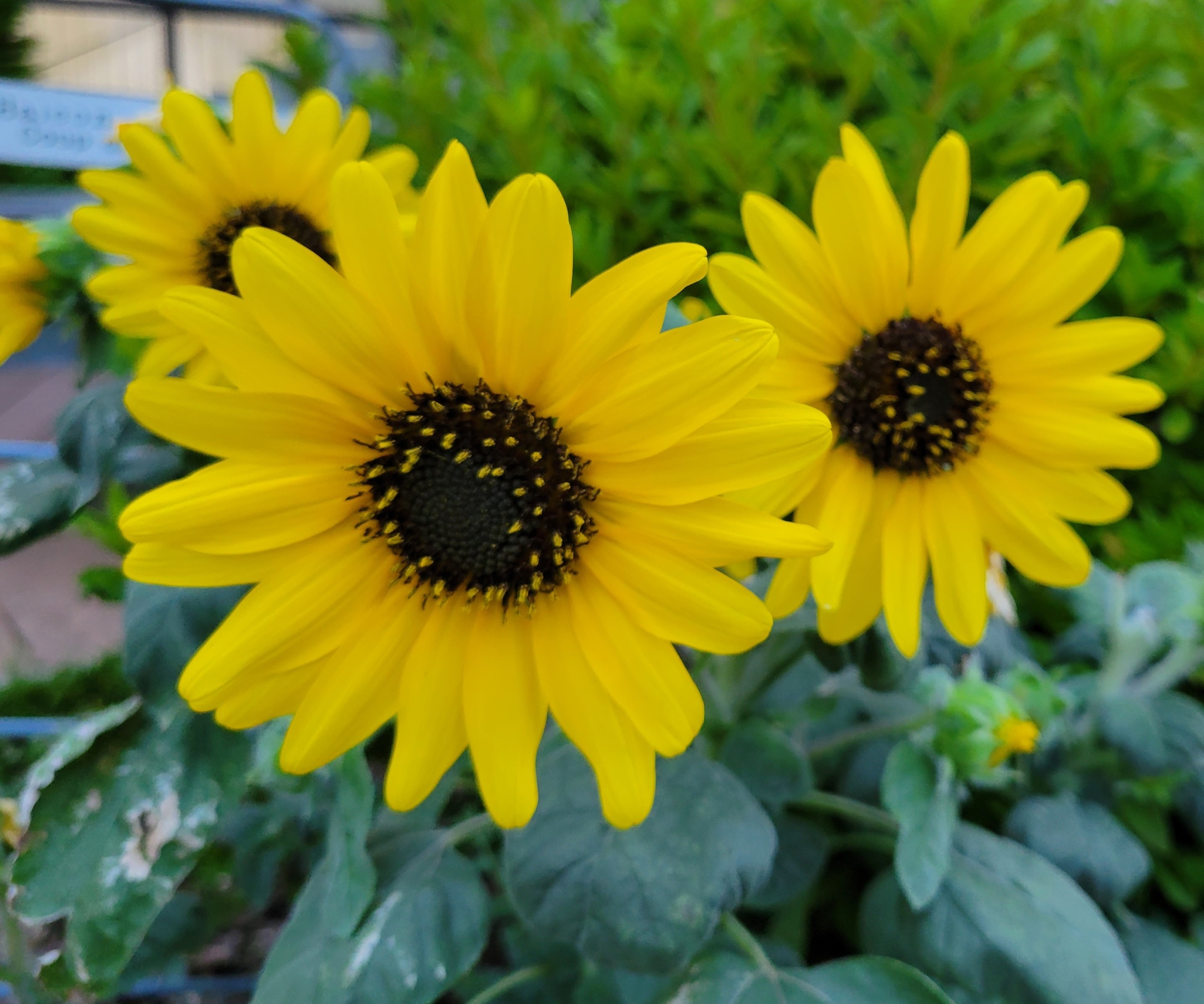 心のパーソナルジムminiひまわり