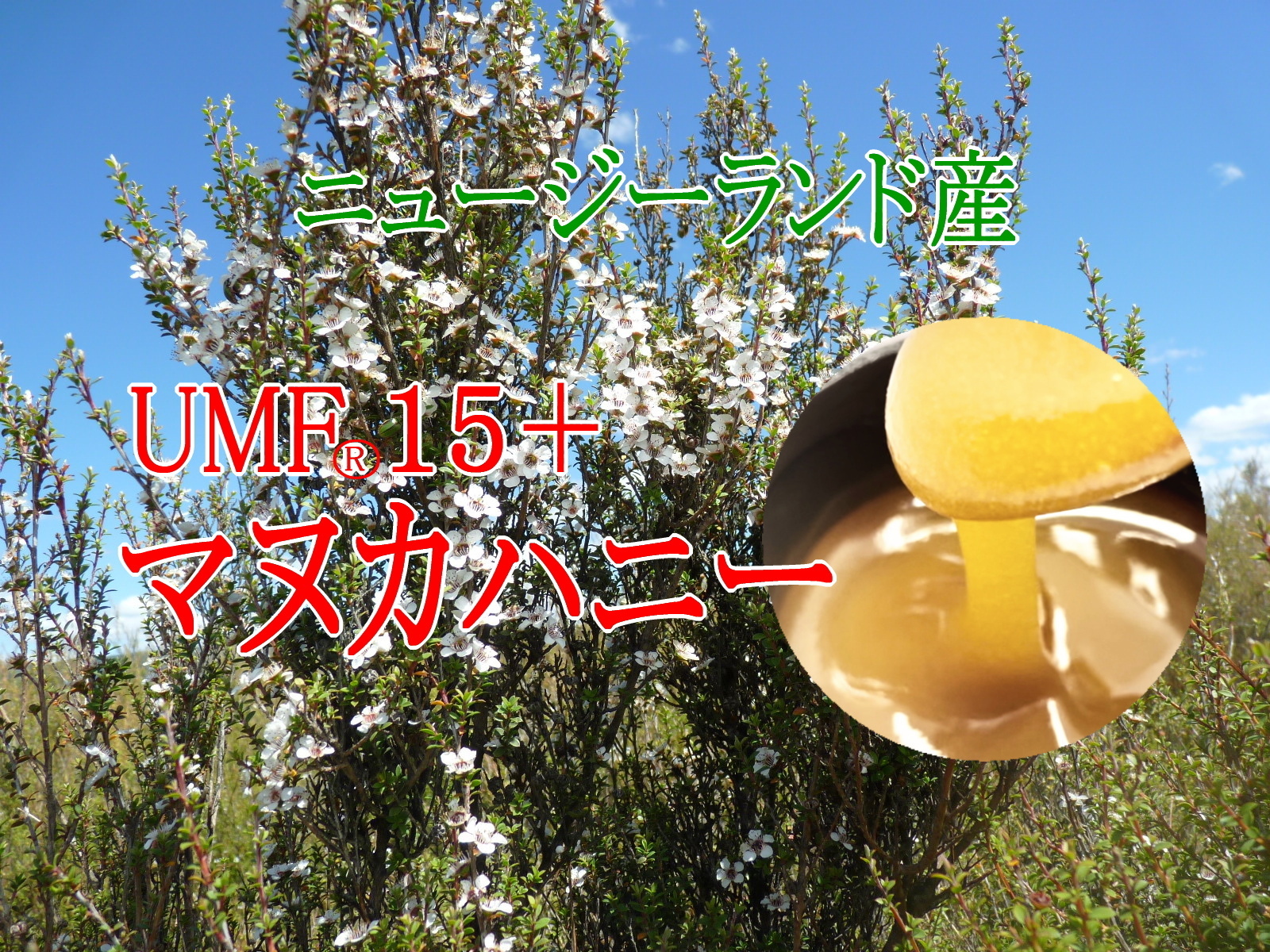 ニュージーランド産マヌカハニーの写真