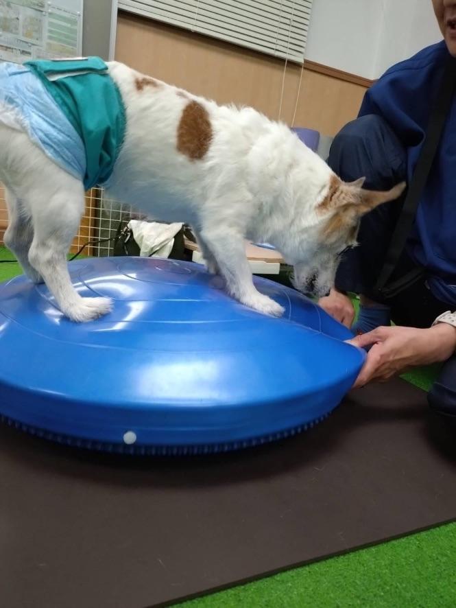 犬ジャックラッセルテリアの写真