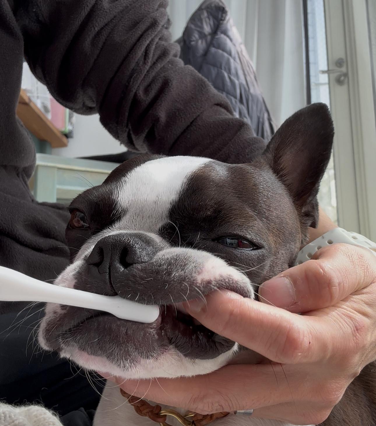 犬の歯磨きをピタポイシートで行っている写真