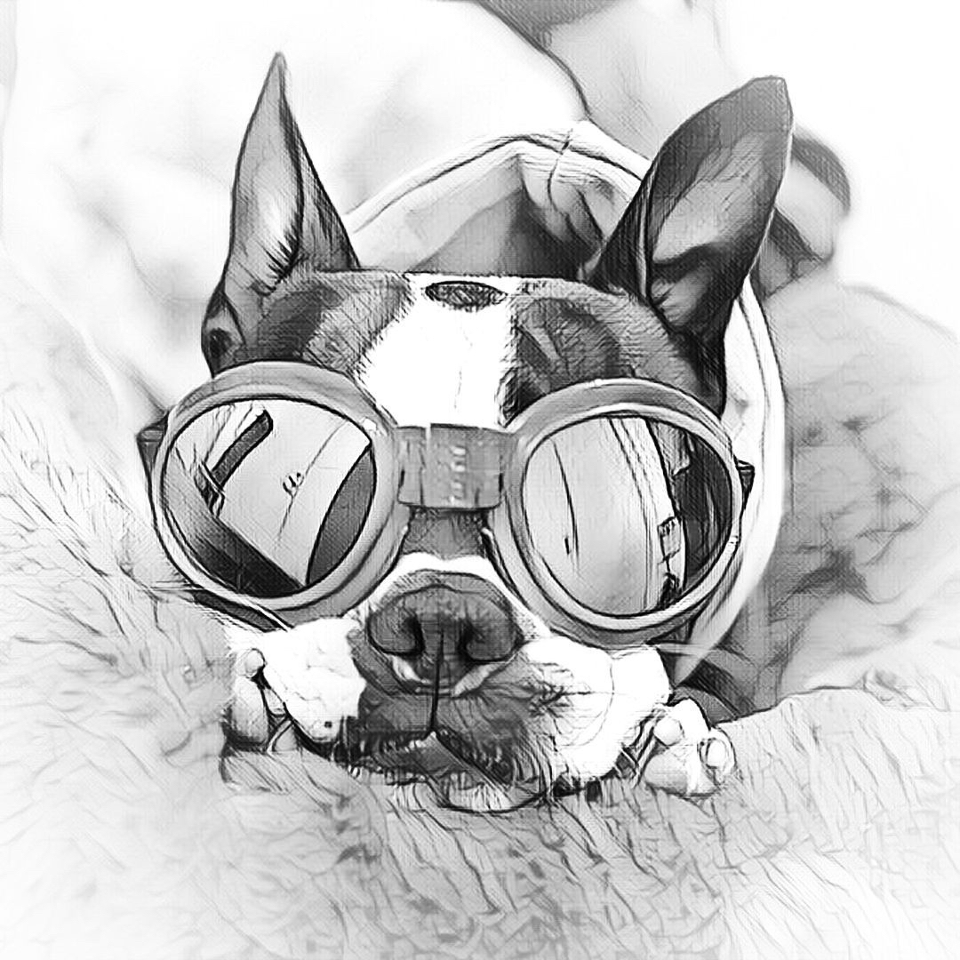 ボストンテリアのイラスト。GOMAKO HOUSEうちの子イラストの参考デザイン画