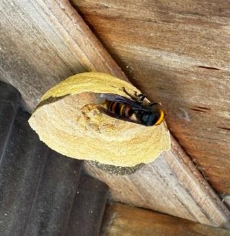 🐝蜂の巣駆除🐝（スズメバチ、アシナガバチ）当日作業可　高所作業料込み！の商品画像