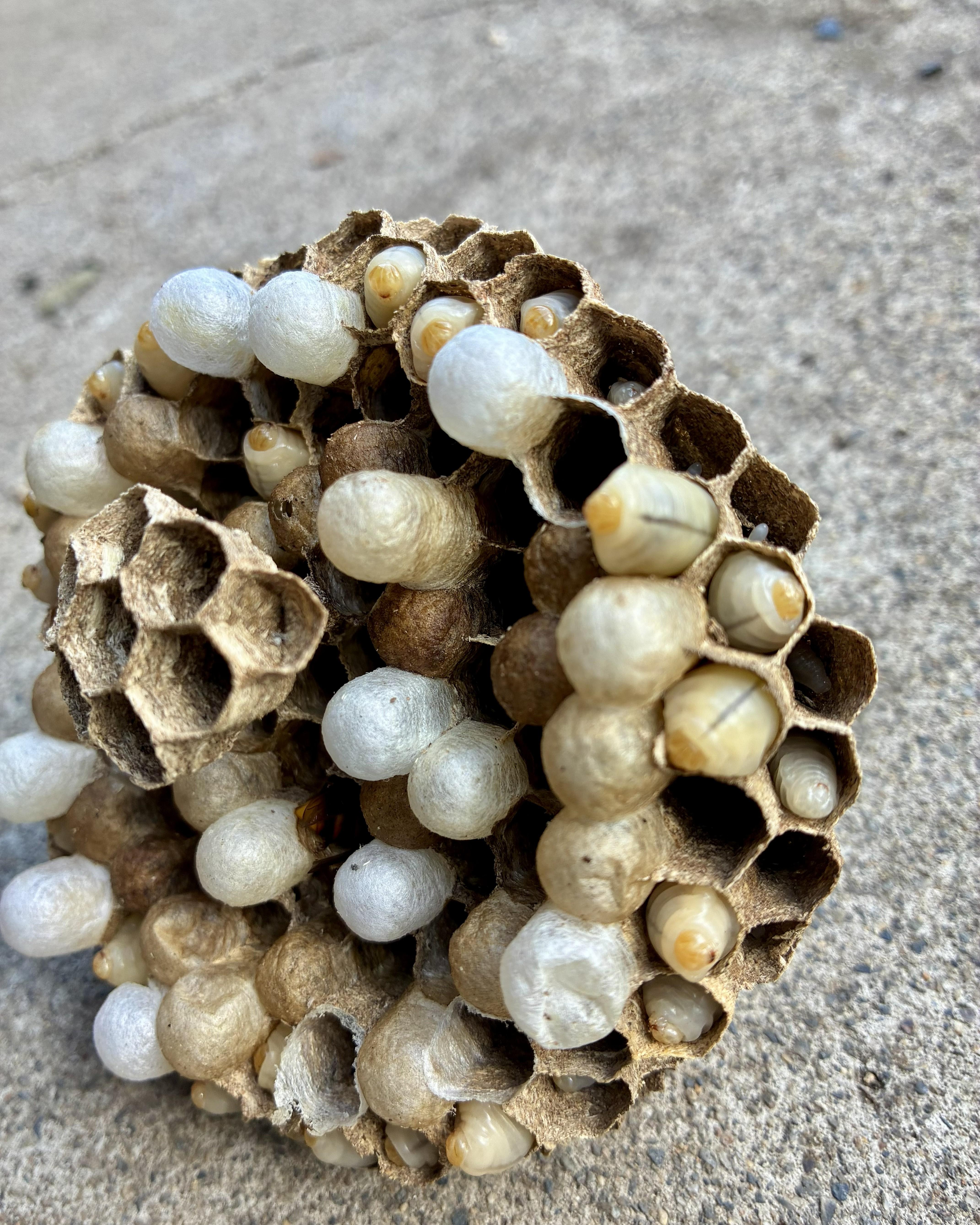 🐝蜂の巣駆除🐝（スズメバチ、アシナガバチ）当日作業可　高所作業料3m以上5mまでの商品画像