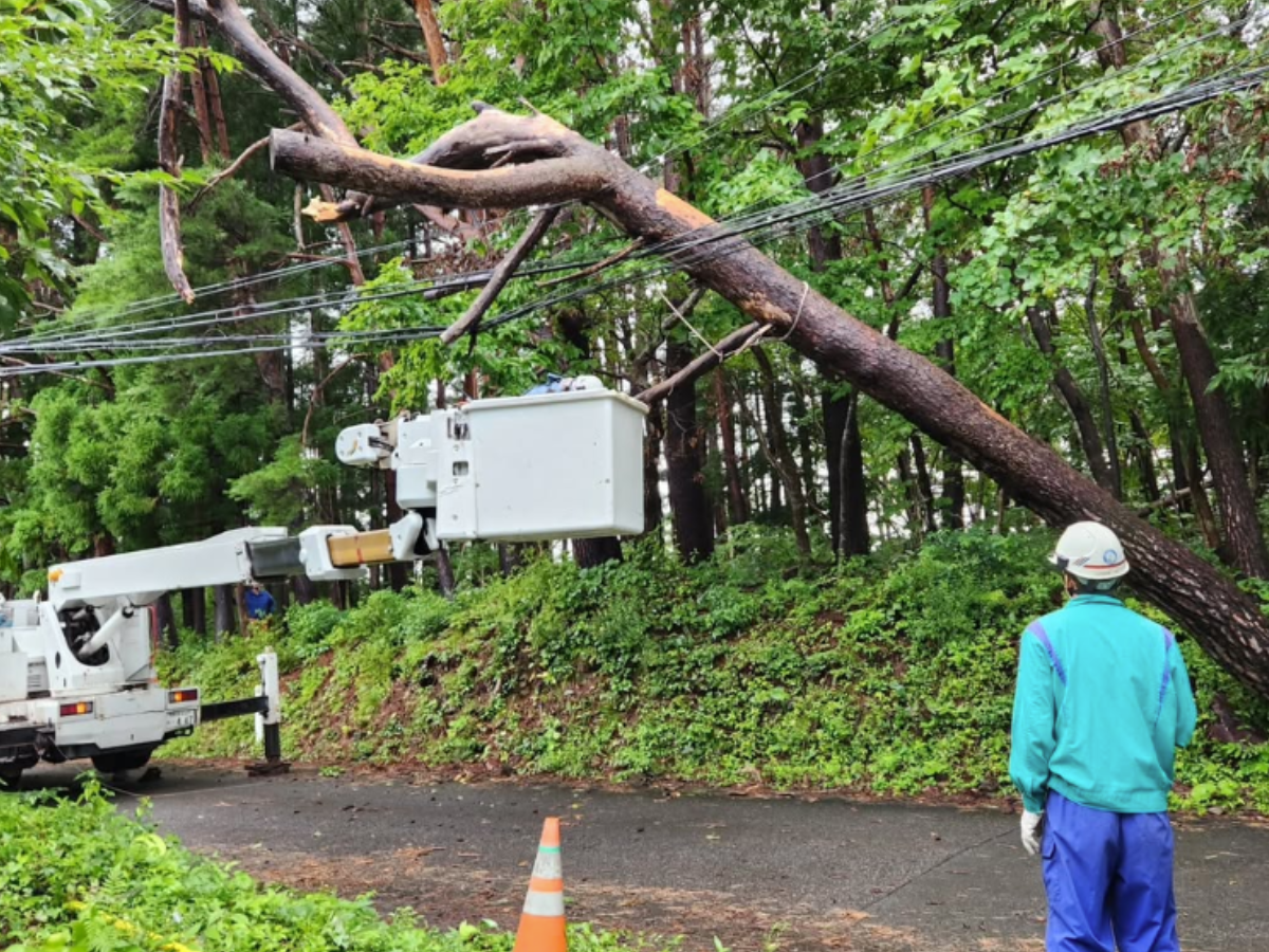危険木・支障木の伐採、高所作業は差畑林業へ。創業59年の実績と信頼