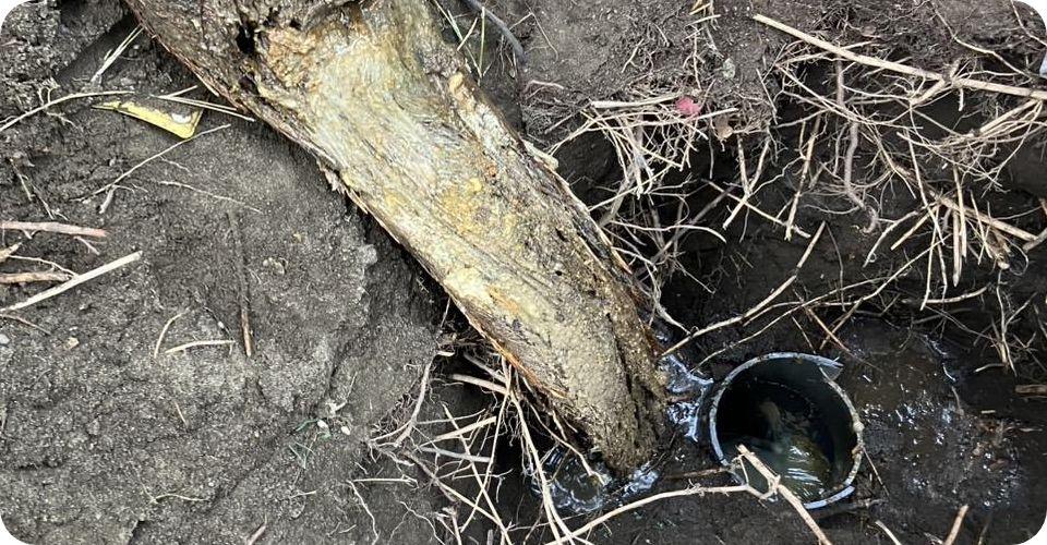 木の根っこによる詰まり