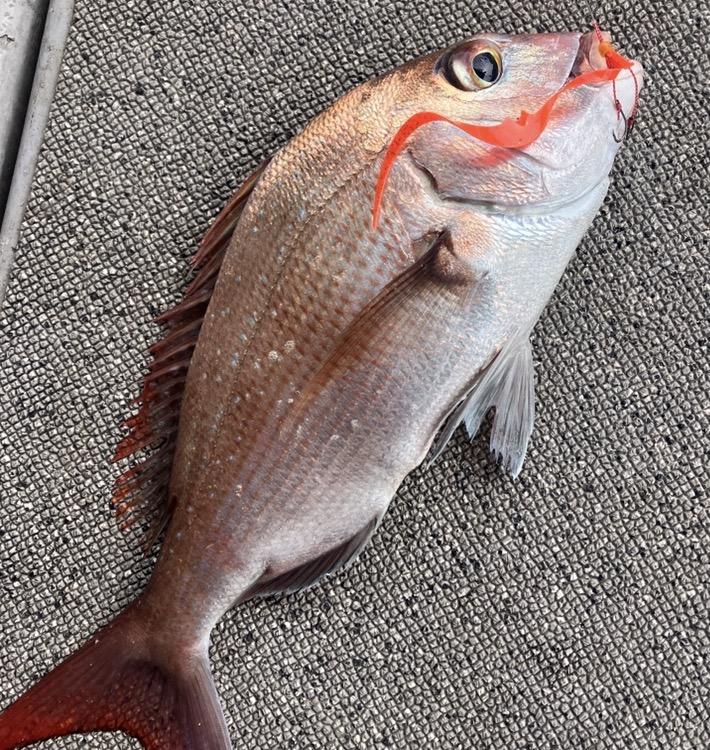 岡山釣り船チャーター