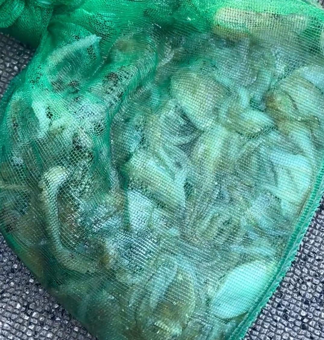 岡山春休みタイラバ