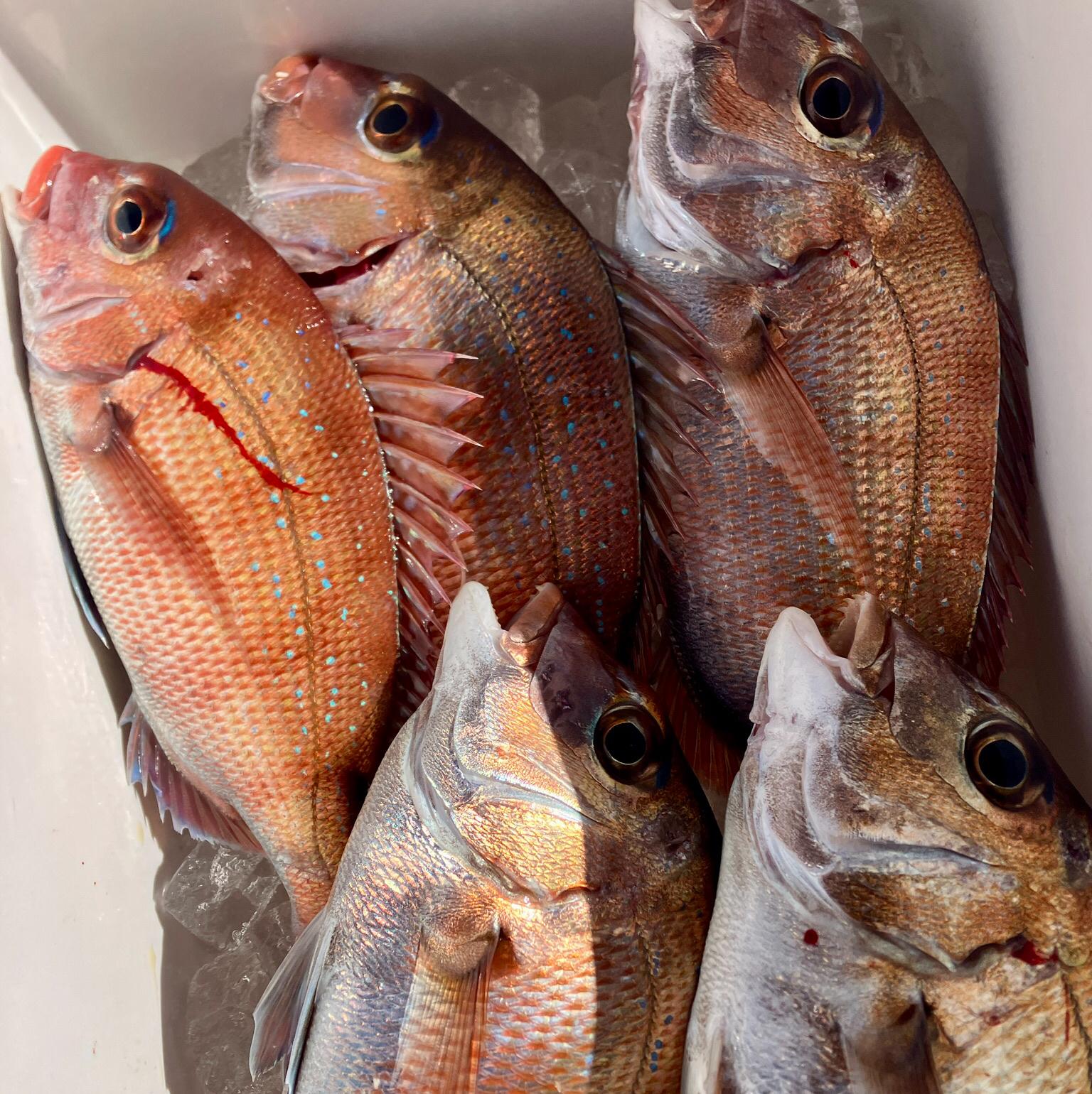 岡山タイラバ初心者