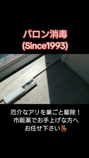 北九州市のバロン消毒。アリ専用ベイト剤をリビングに設置しアリが群がっています。巣ごと駆除します。