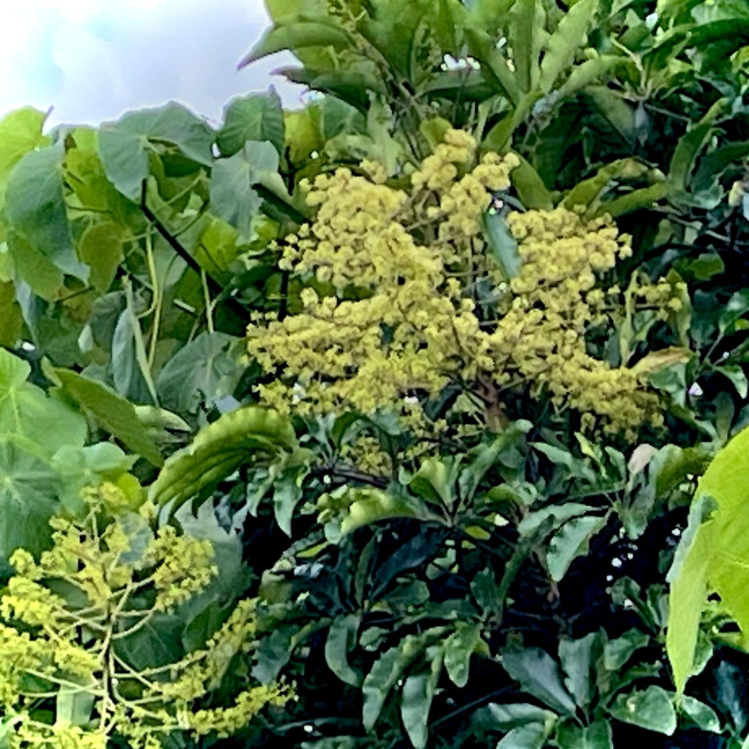 フカノキ　アサグラ