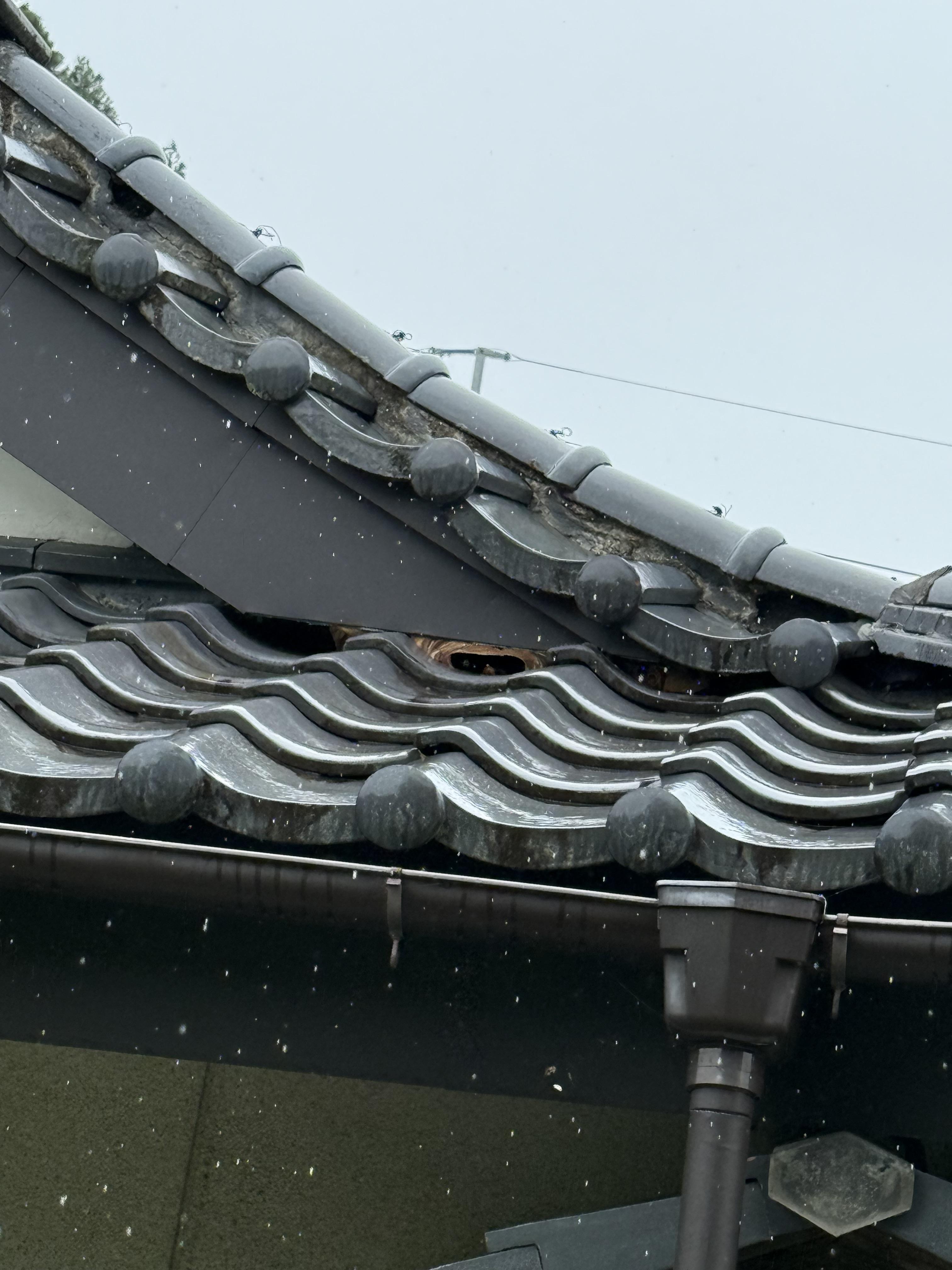 相馬市の屋根裏からスズメバチ