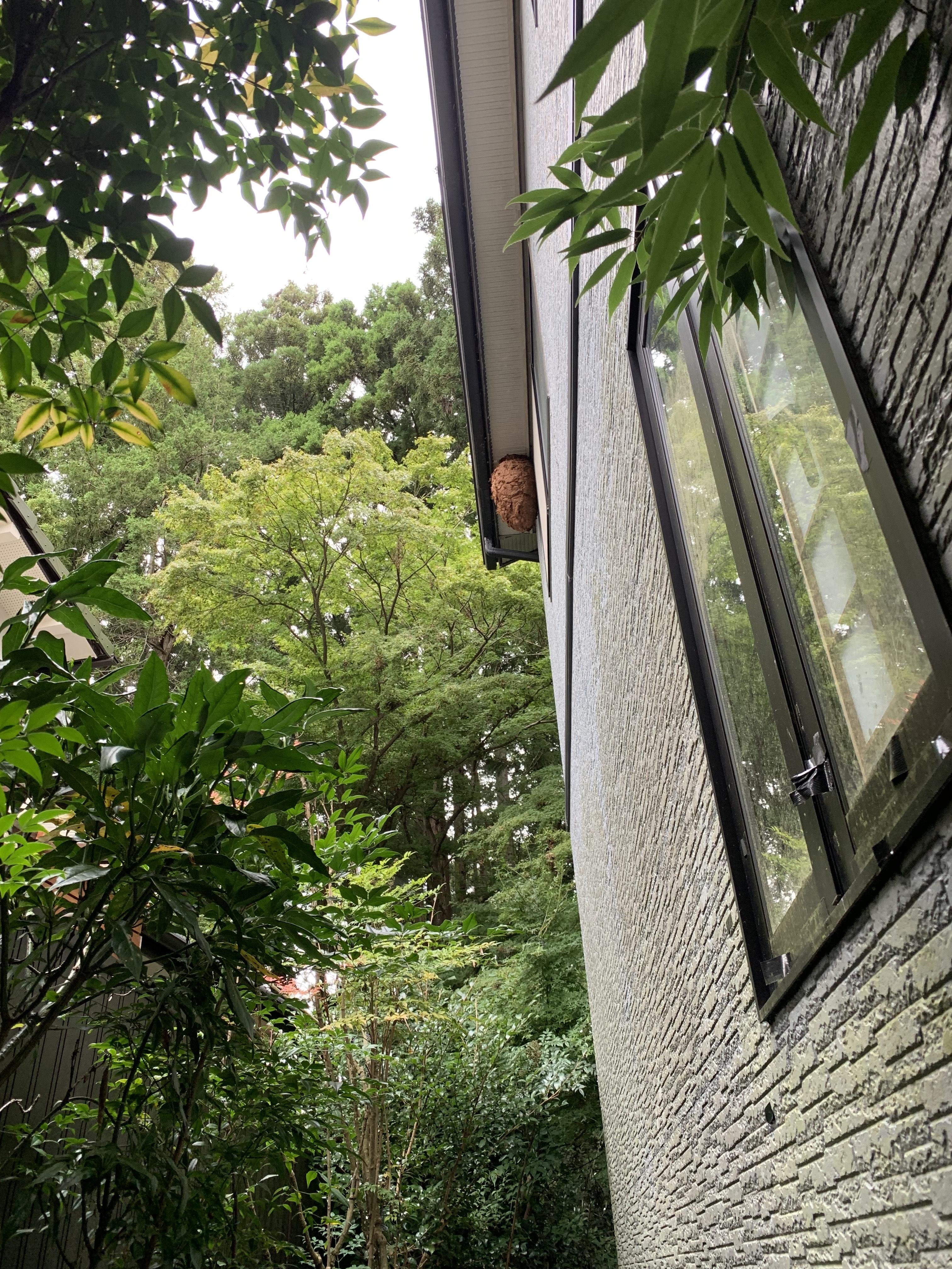南相馬市の高所にできた黄色スズメバチの巣