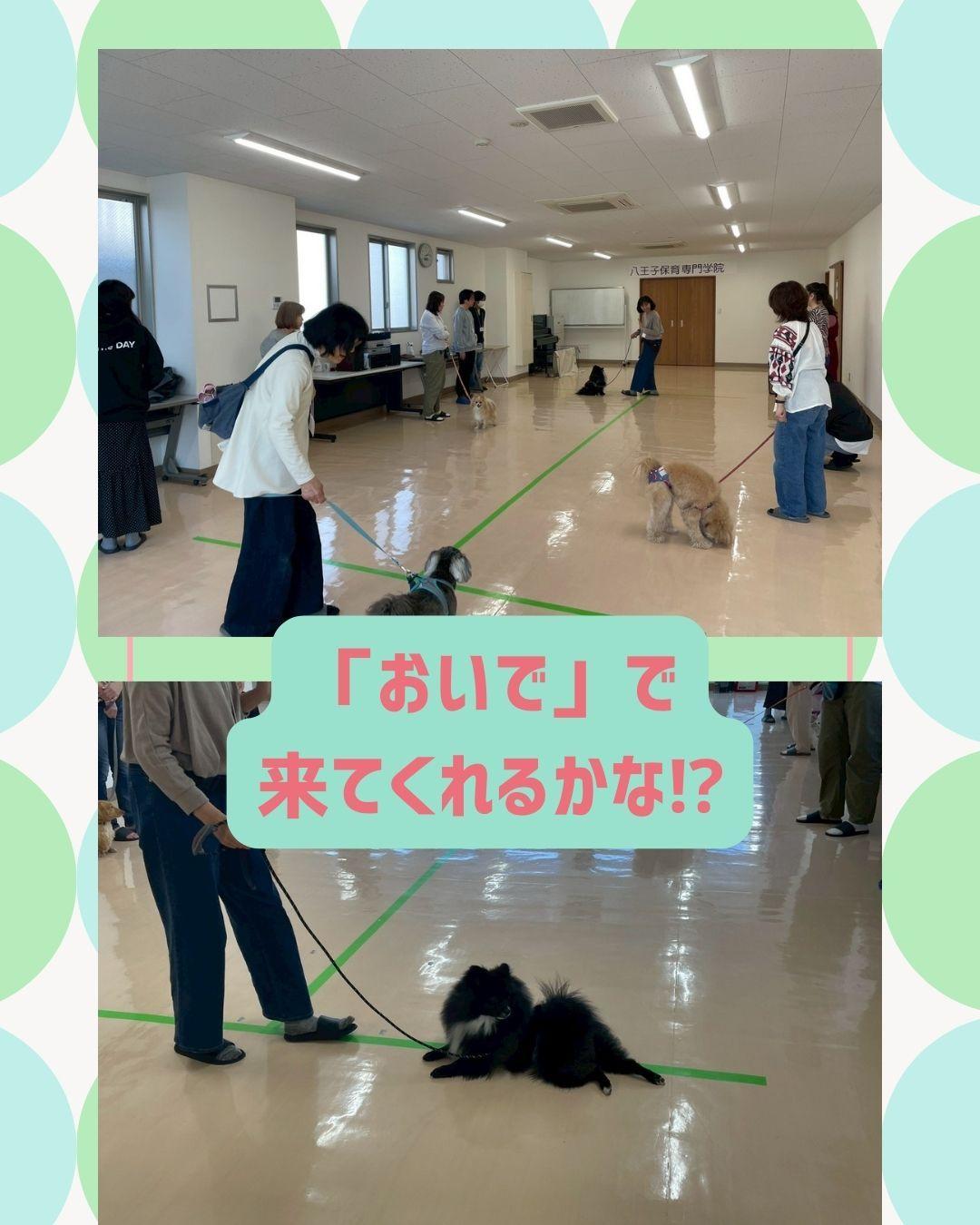 犬のしつけを楽しく学べる「わんわんいす取りゲーム」の商品画像
