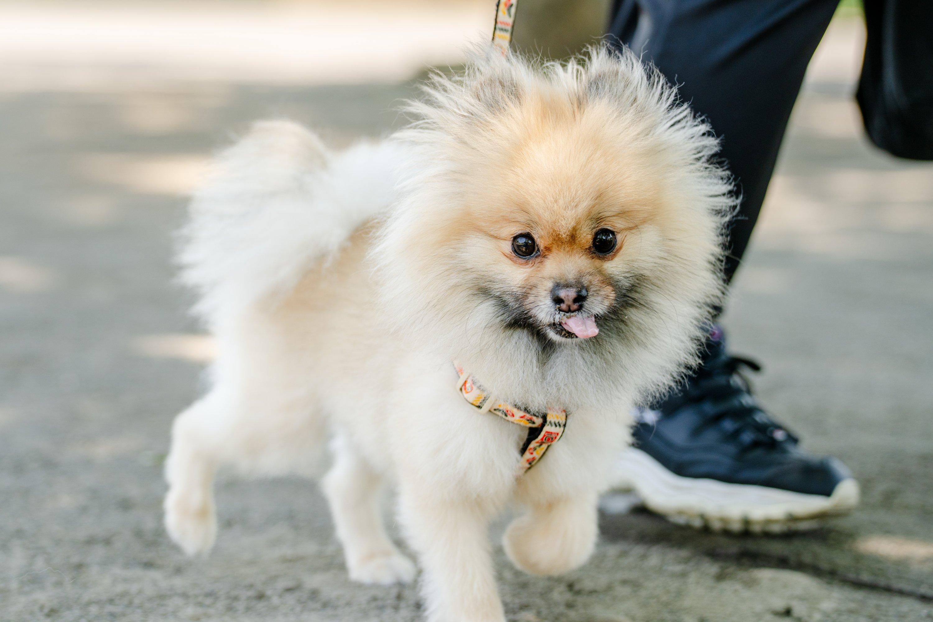 2026/5/17ノーズタッチでわんわん鬼ごっこの商品画像