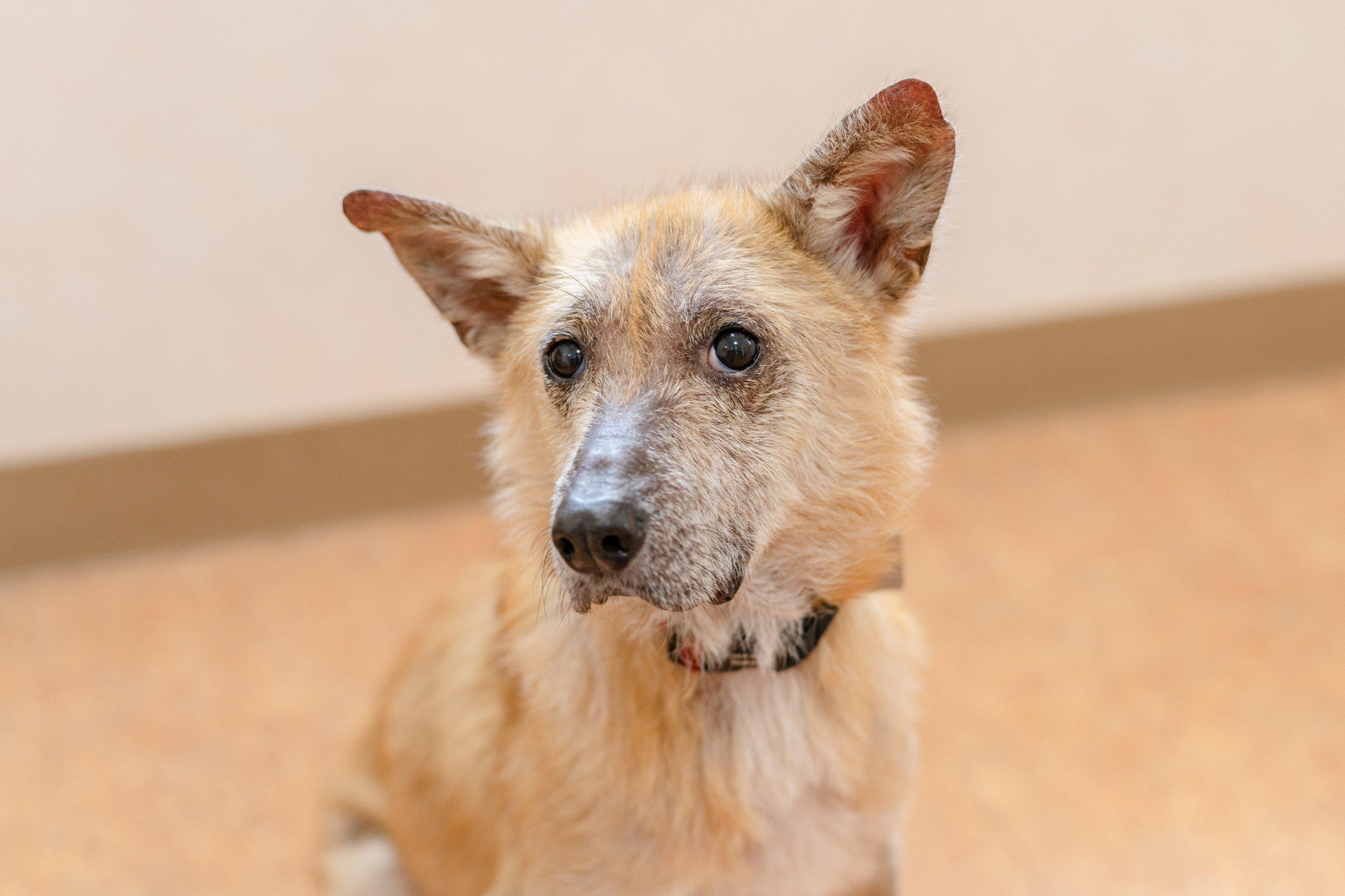 2026/5/17ハブラシによる犬のハミガキ講座の商品画像