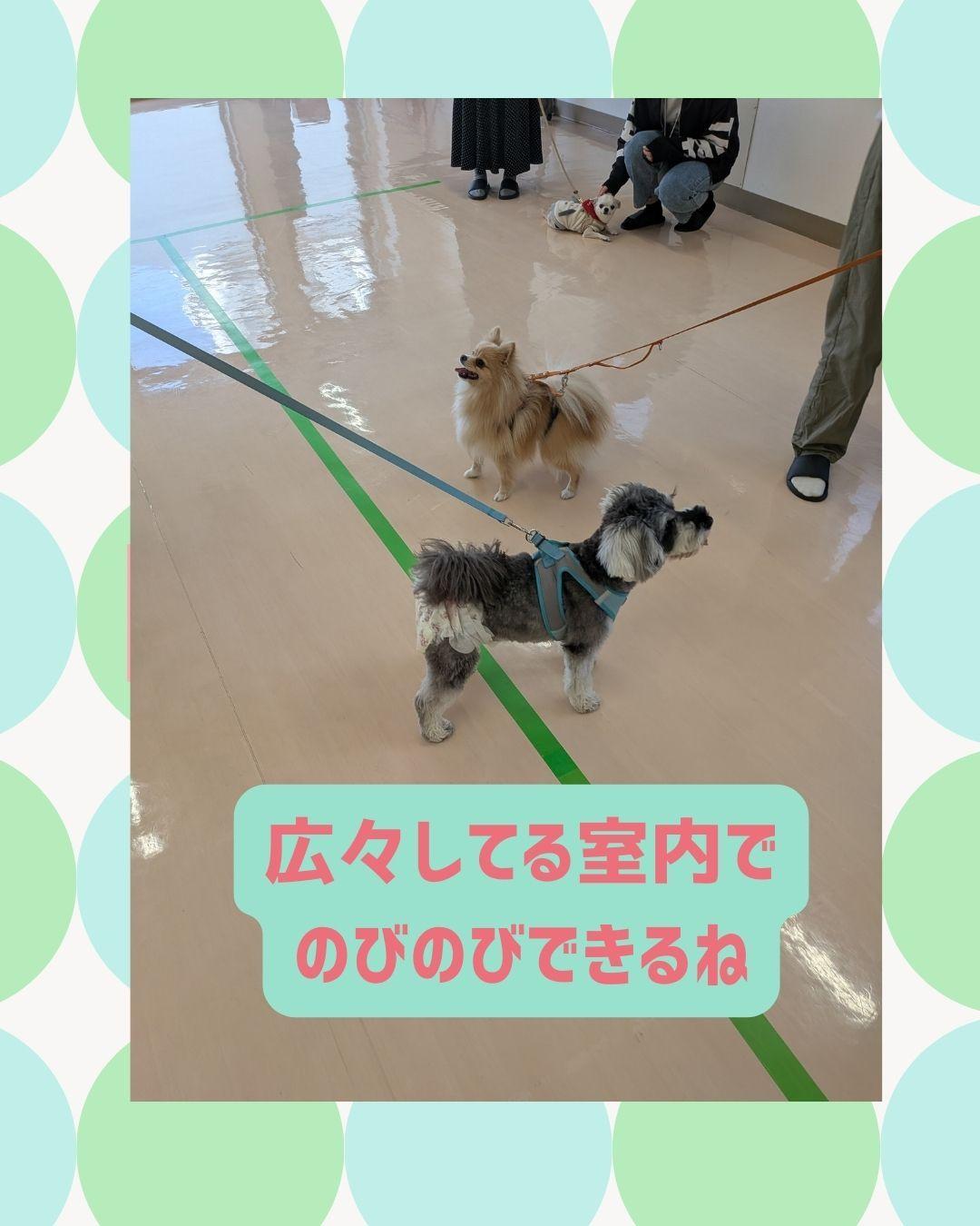 2026/5/17ノーズタッチでわんわん鬼ごっこの商品画像