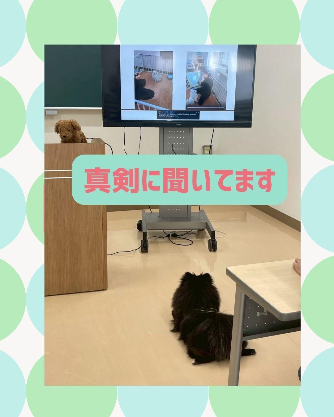 犬のパテラ予防セミナーの商品画像
