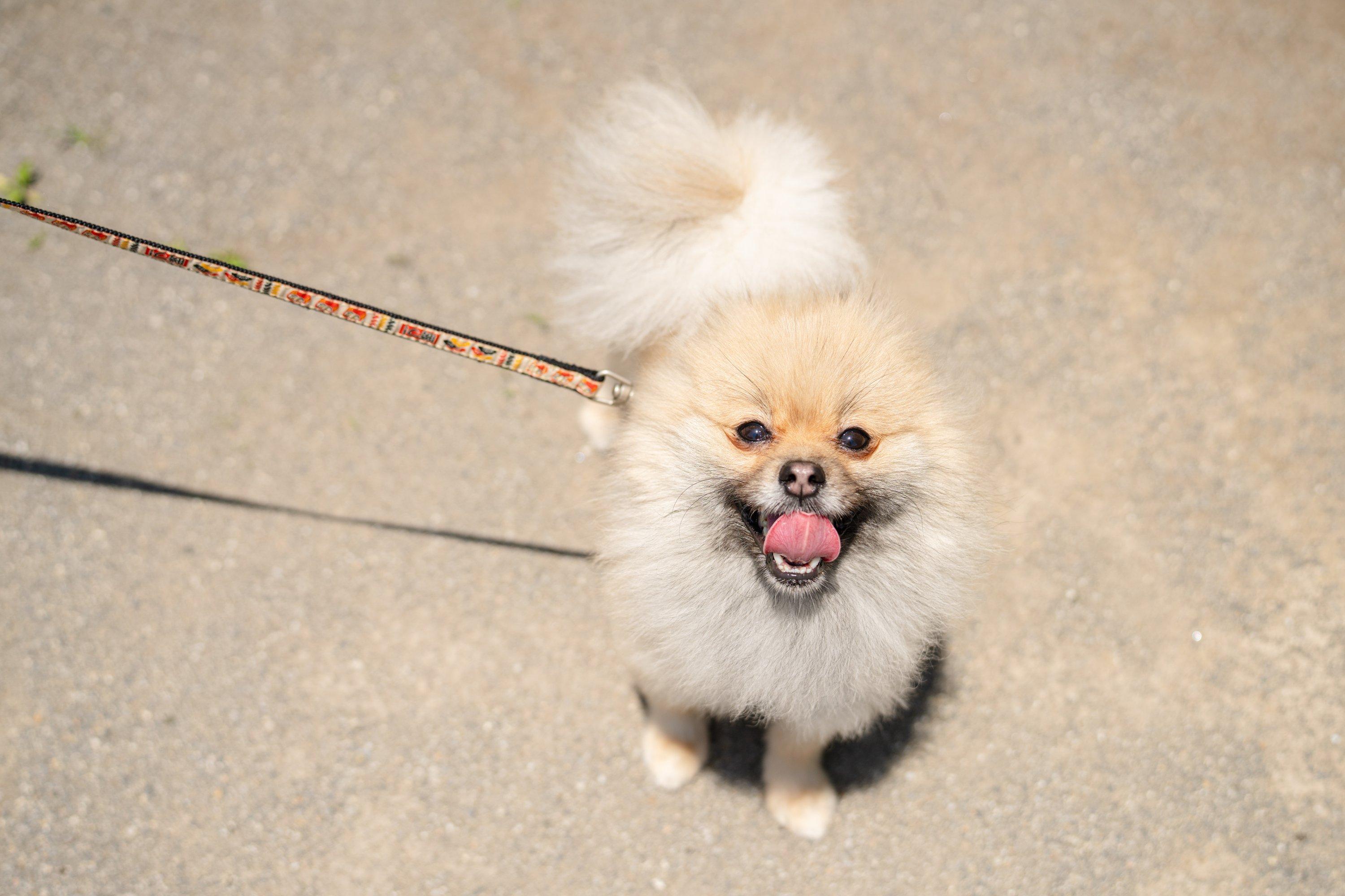 ステイでわんわんだるまさんがころんだレッスンの商品画像