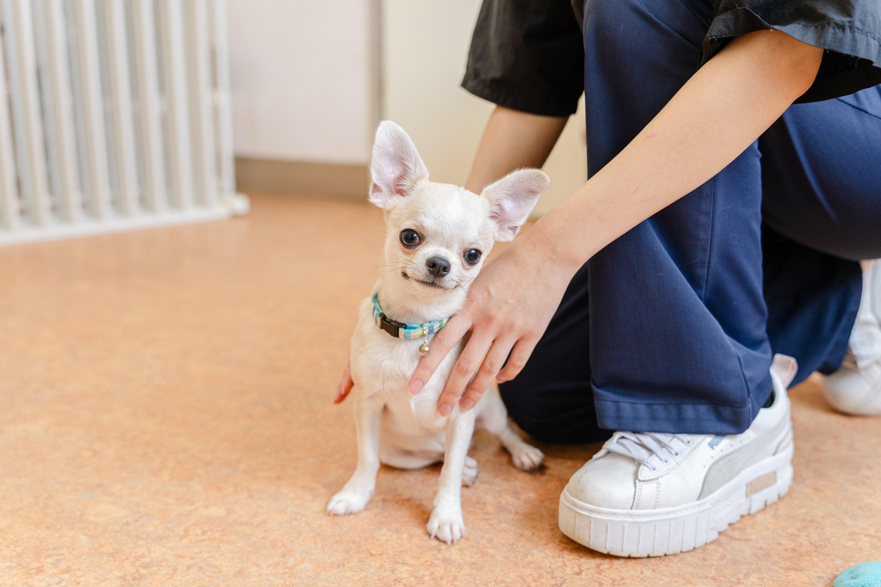 犬のしつけを楽しく学べる　わんわんかけっこセミナーの商品画像