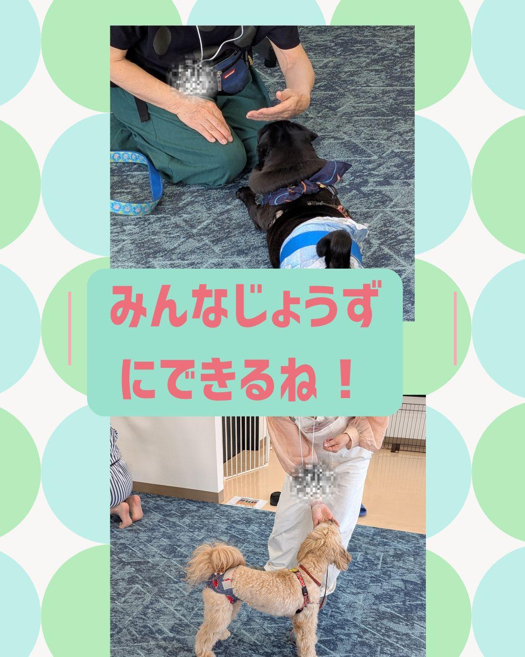 2026/8/23かわ楽しい！犬のトリックセミナーの商品画像