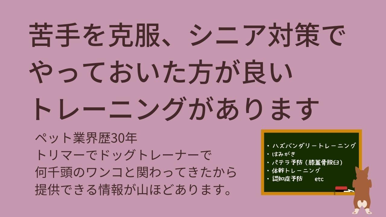苦手克服やシニア犬介護予防など、しておいたほうが良いトレーニングが沢山あります。はみがき、パテラ予防、体幹トレーニング、投薬、ハズバンダリートレーニングなどです