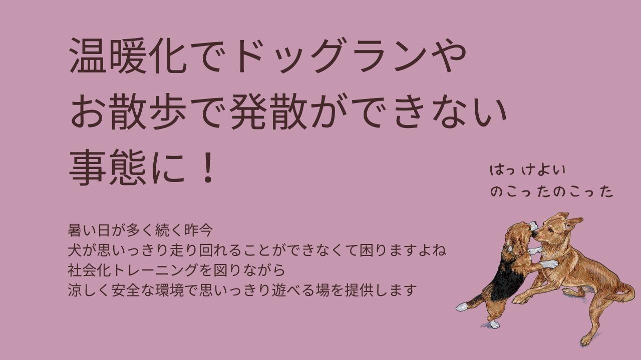 温暖化の影響でお散歩、ドッグランなど屋外で過ごすことが難しい時期が長く続いています。安心な屋内で思いっきりのびのびと体を動かす場所を提供します