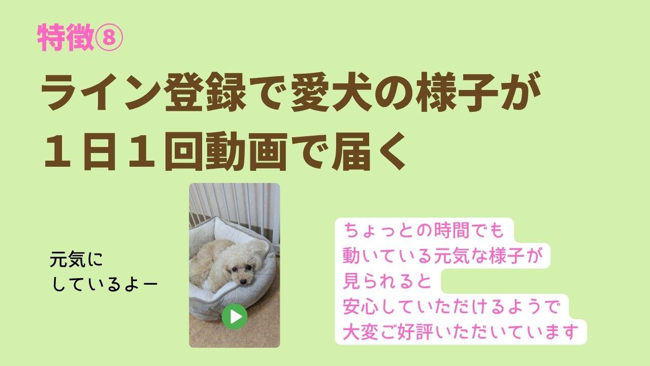 ライン登録で愛犬の様子が １日１回動画で届くちょっとの時間でも 動いている元気な様子が 見られると 安心していただけるようで 大変ご好評いただいています