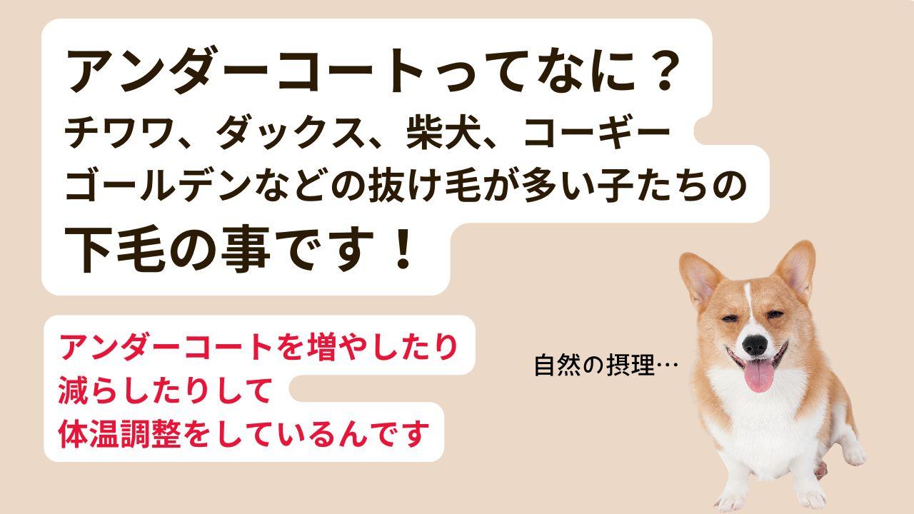 犬のアンダーコートって何？寒い時期は増やし、暑い時期は減らして体温調節を助けます。主にグルーミング犬種に生えています