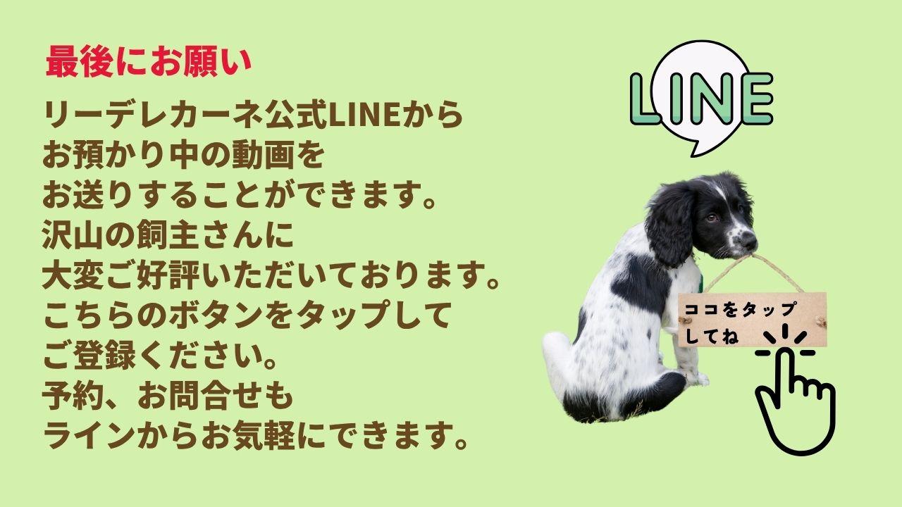最後にお願いリーデレカーネ公式LINEから お預かり中の動画を お送りすることができます。 沢山の飼主さんに 大変ご好評いただいております。 こちらのボタンをタップして ご登録ください。 予約、お問合せも ラインからお気軽にできます。