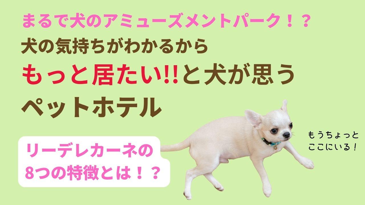 まるで犬のアミューズメントパーク！？犬の気持ちがわかるから もっと居たい!!と犬が思う ペットホテルリーデレカーネの 9つの特徴とは！？