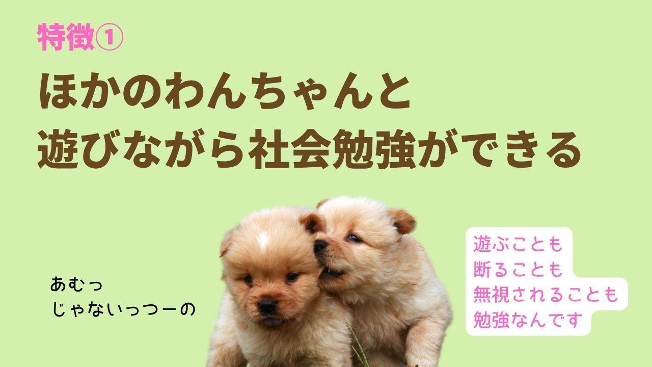 ほかのわんちゃんと 遊びながら社会勉強ができる遊ぶことも 断ることも 無視されることも 勉強なんです