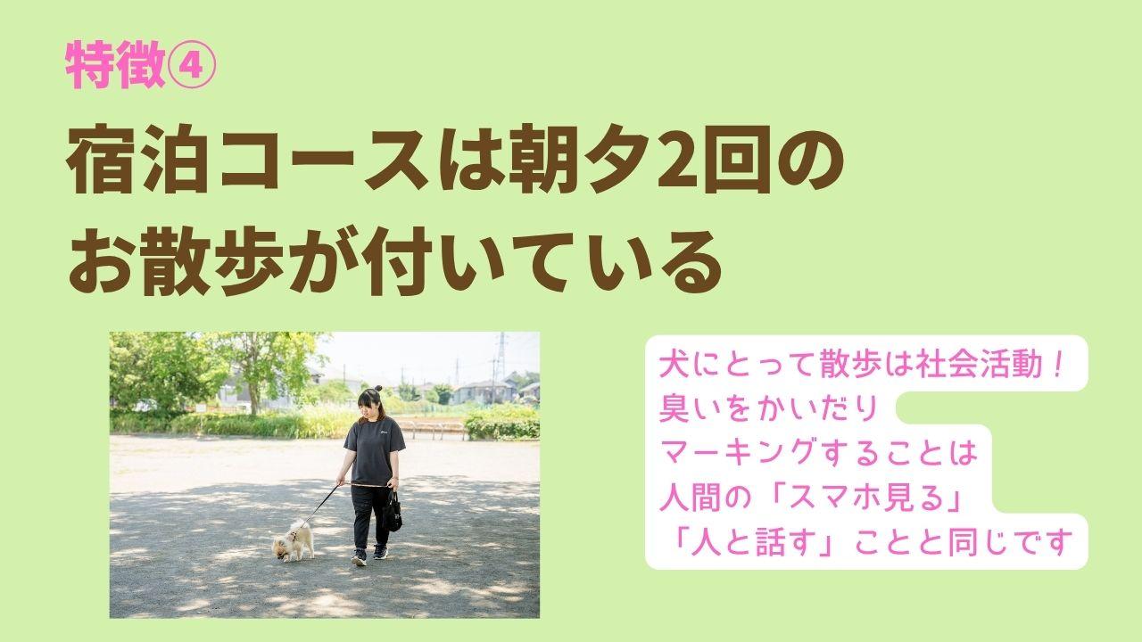 9時～18時は自由運動の時間 のびのび過ごすことができるケージに入れっぱなしにせず フリースペースで過ごせます 他の犬が苦手、高齢、 ケージの方が落ち着く場合には、 ケージ内で一人で過ごしてもらう こともあります宿泊コースは朝夕2回の お散歩が付いている犬にとって散歩は社会活動！ 臭いをかいだり マーキングすることは 人間の「スマホ見る」 「人と話す」ことと同じです