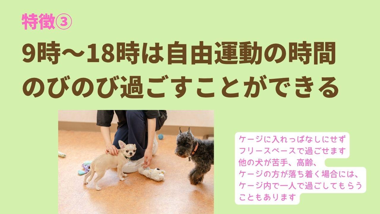 ドッグトレーナー在中で 簡単なトレーニングができる犬の保育園と 同じスペースだから 見ているだけで その気になってる子 続出中