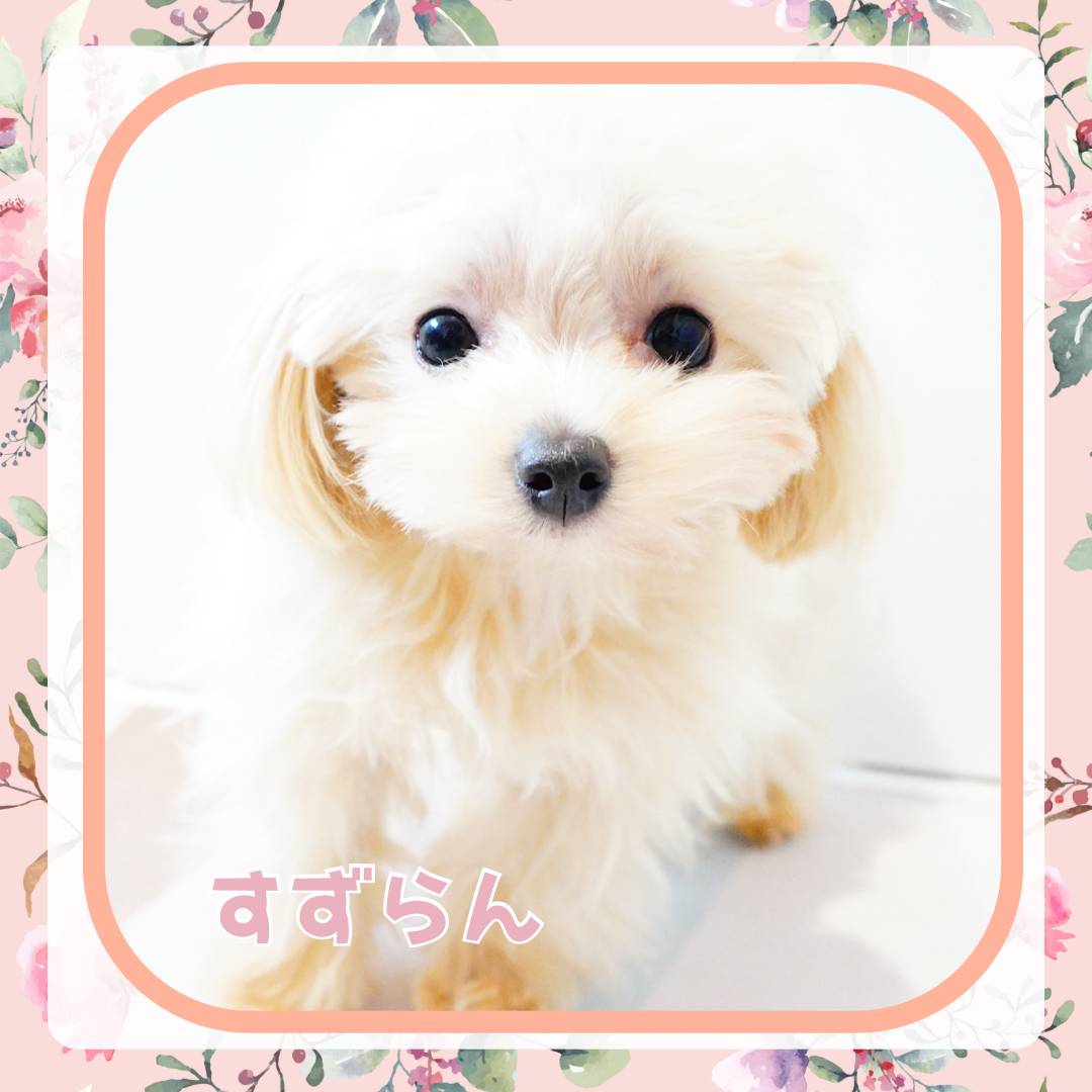 【公式】マイクロティーカップカフェ浅草／Micro Tea Cup Cafe浅草