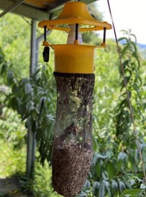 農業用捕虫器　害虫対策　捕獲結果　蛾類