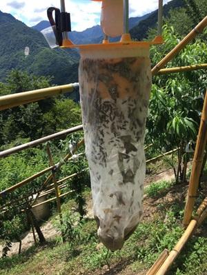 農業用捕虫器　害虫対策　捕獲結果　蛾類