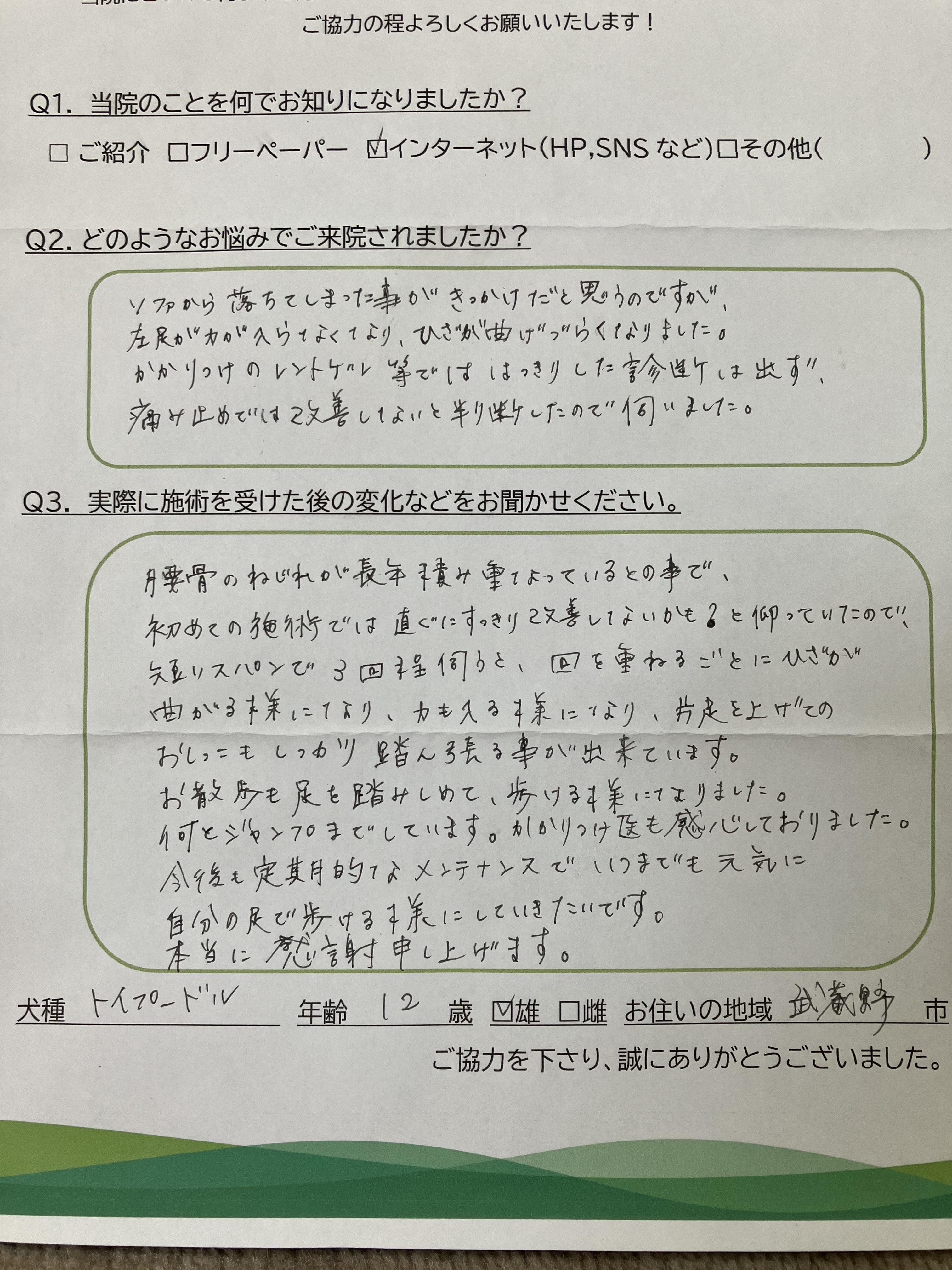 犬の整体仙骨堂のお客様のお声　シーズー