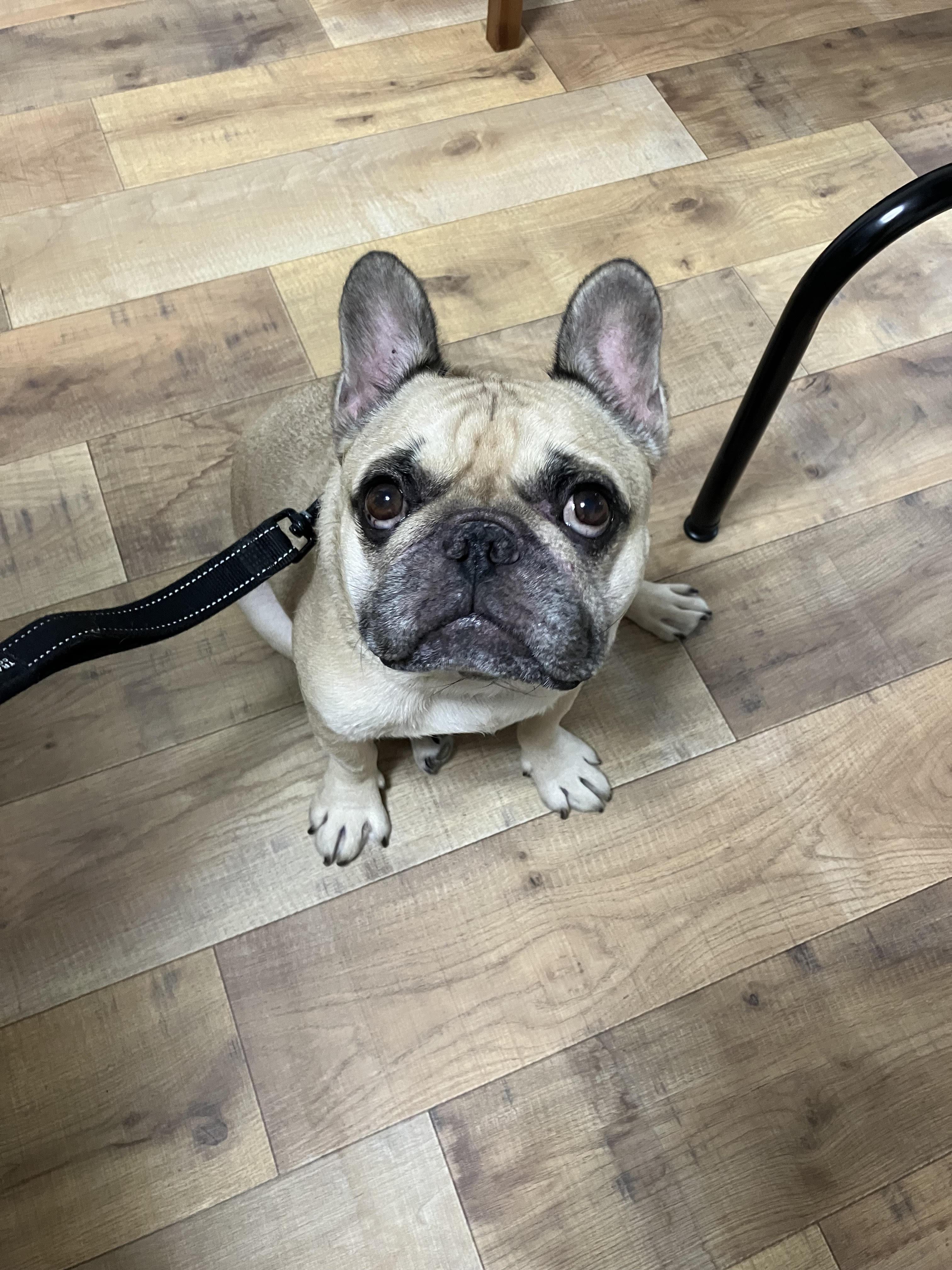 犬の整体仙骨堂のお客様のお声　シーズー