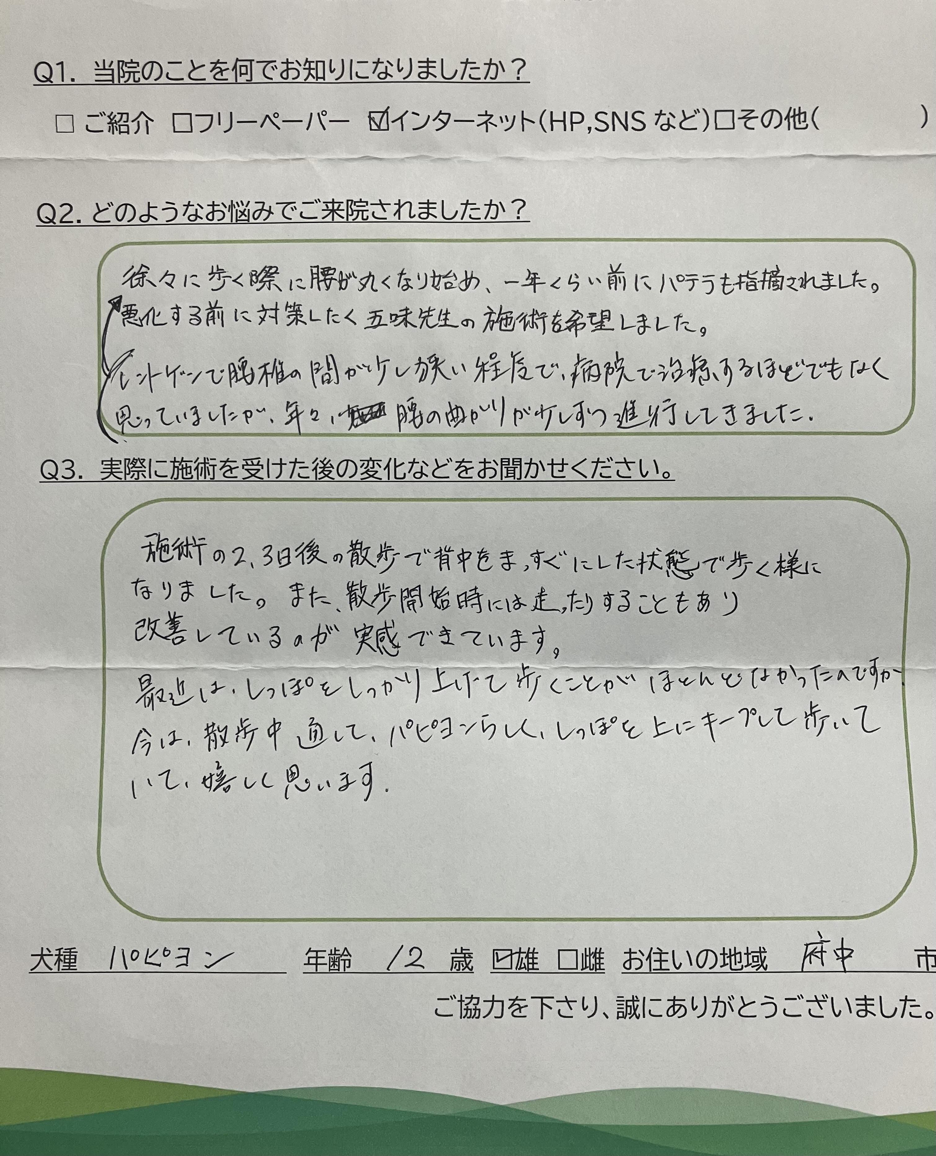 犬の整体仙骨堂のお客様のお声　シーズー