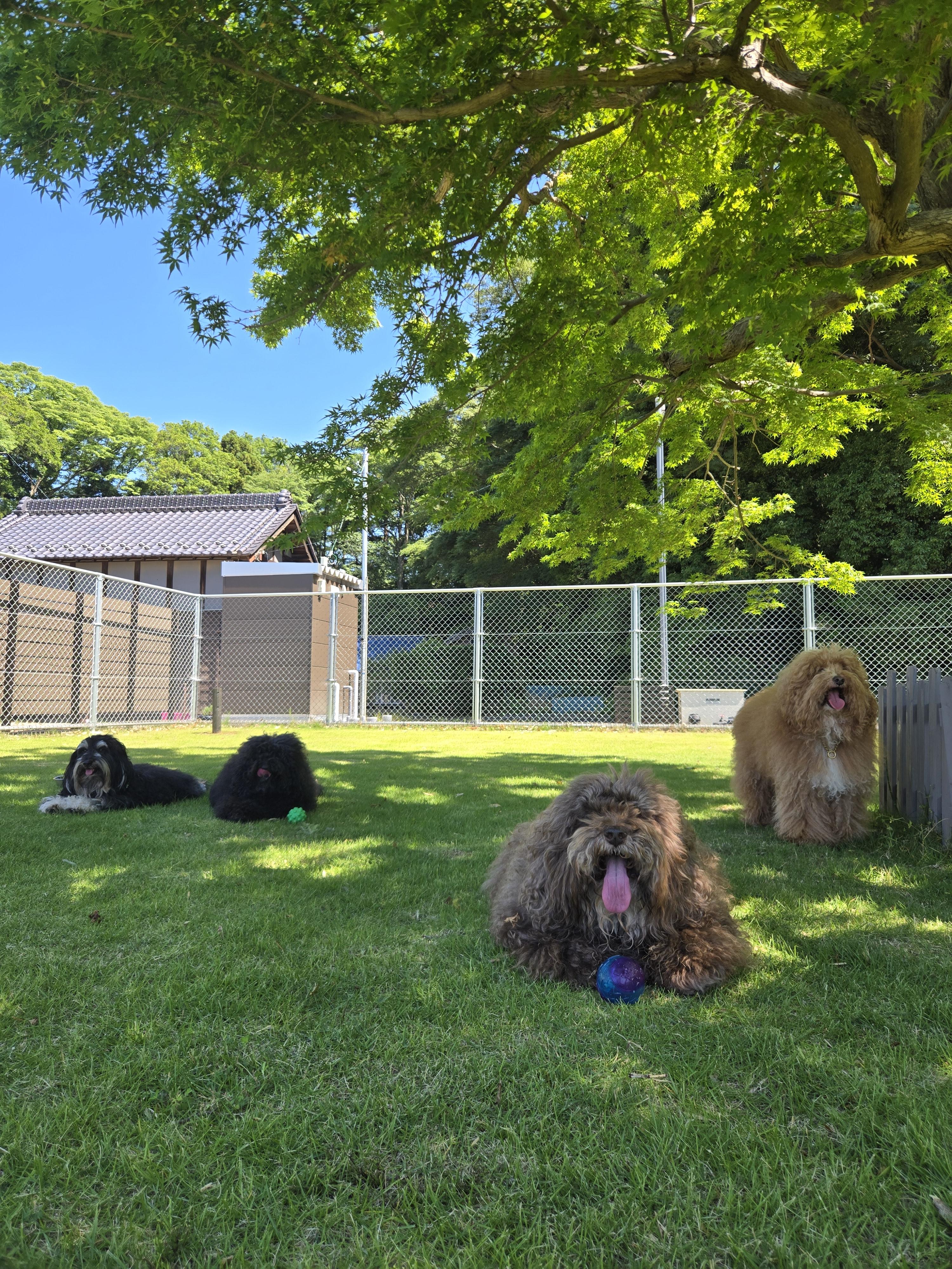 ドッグランで犬たちが走り回る様子